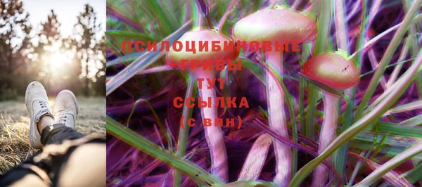 прущие грибы Наволоки